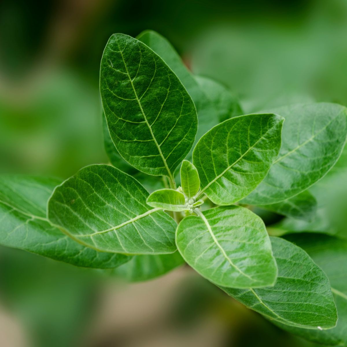 The leaf of the Ashwagandha plant used in traditional Ayurveda to promote skin relaxation and healing.